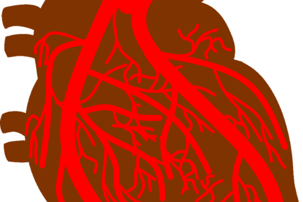 A stylized illustration of a human heart, depicted in red and brown colors, showing major blood vessels and branches spreading across the organ.