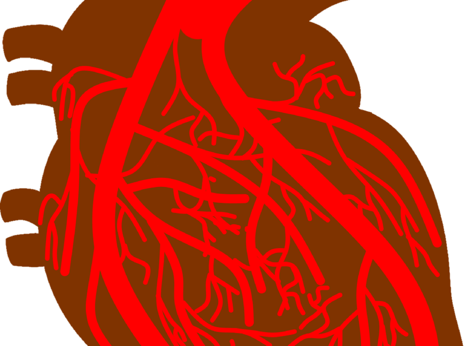 A stylized illustration of a human heart, depicted in red and brown colors, showing major blood vessels and branches spreading across the organ.